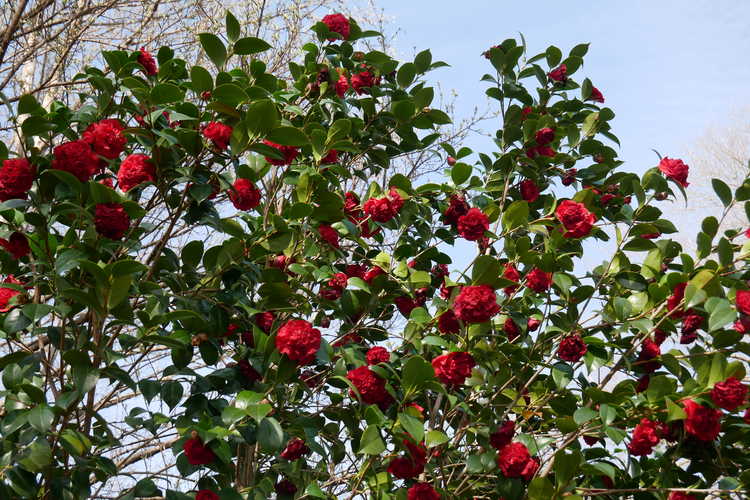Camellia japonica 'Professor Charles S. Sargent' (Japanese camellia)