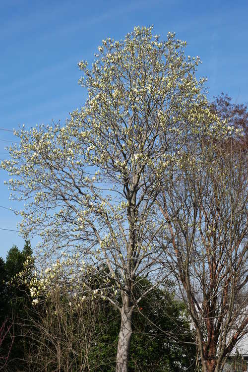 Magnolia 'Legend' (Leach hybrid magnolia)