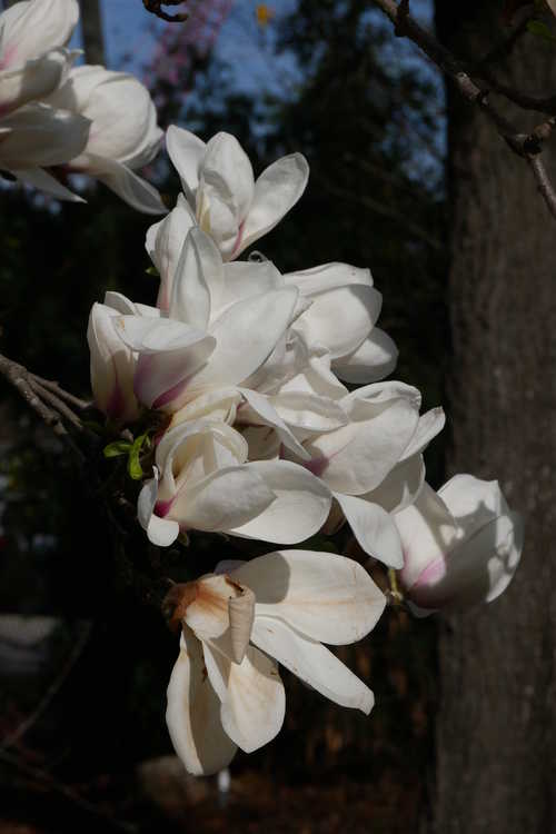 Magnolia cylindrica (Yellow Mountain magnolia)