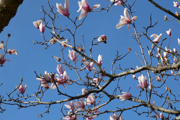 Magnolia 'Peppermint Stick' (Gresham hybrid magnolia)