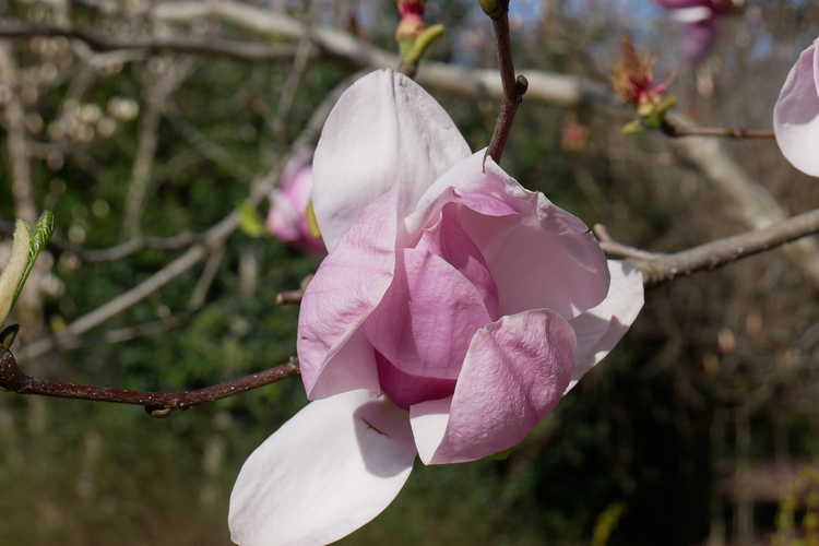 Magnolia ×soulangeana 'Sundew' (saucer magnolia)