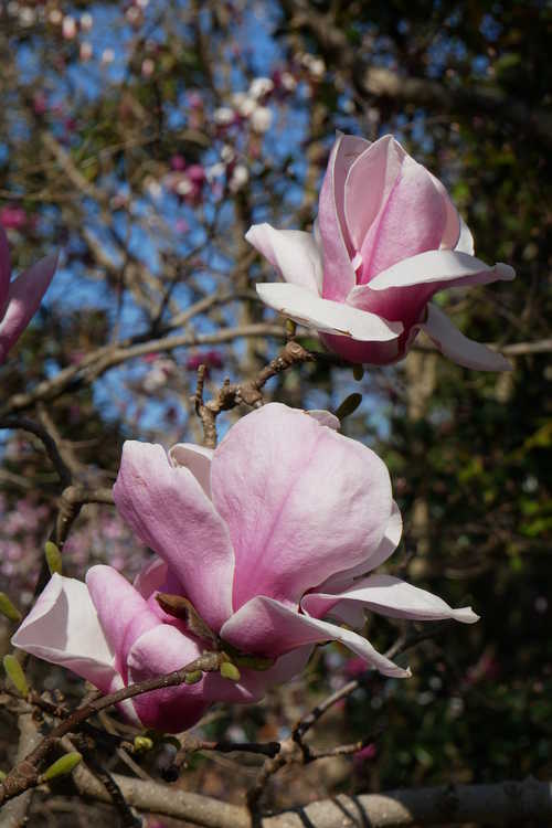 Magnolia ×soulangeana 'Opal' (hybrid magnolia)
