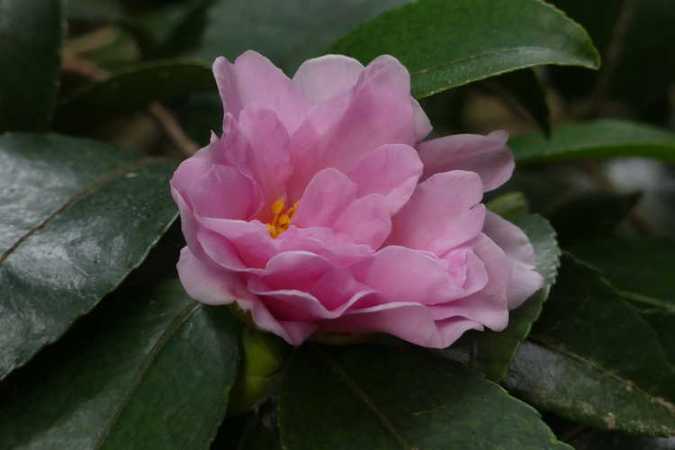 Camellia 'Winter's Charm' (Ackerman camellia)