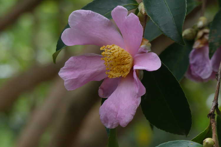 Camellia 'Carolina Moonmist' (Cochran camellia)
