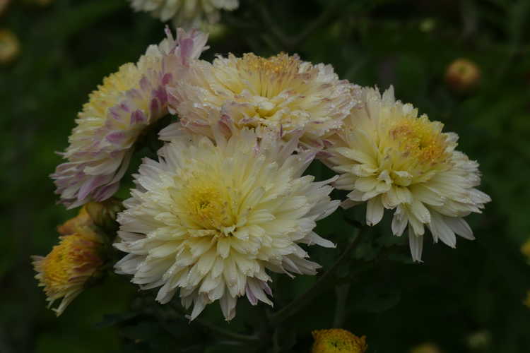 Chrysanthemum (double cream)