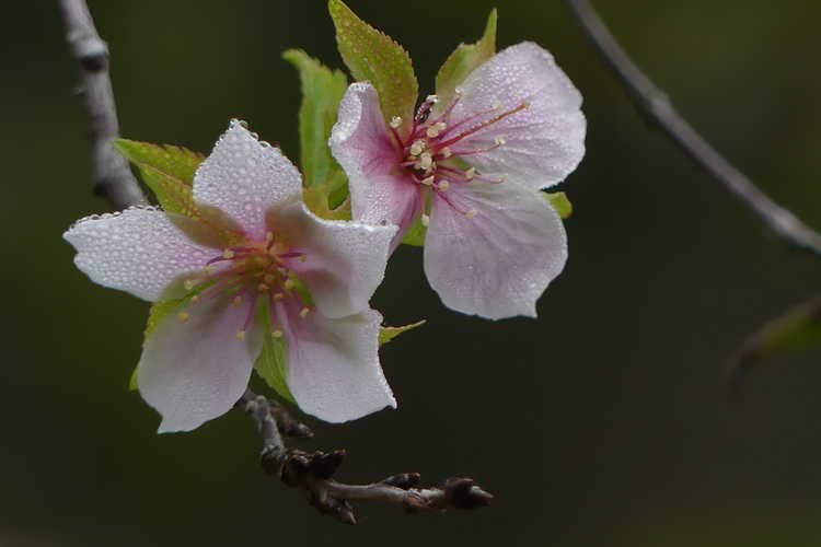 Prunus incisa 'Shikizaki' (weeping Fuji cherry)