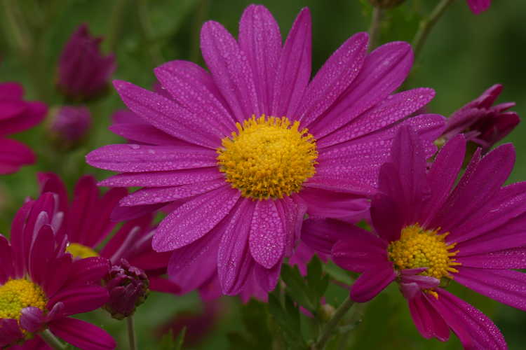 Chrysanthemum 'Lavender Lady' (perennial mum)