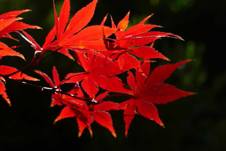 Acer palmatum 'Jeannie's Dream' (Japanese maple)