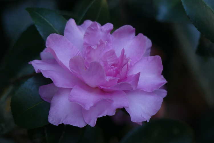 Camellia ×hiemalis 'Rose of Autumn' (camellia)