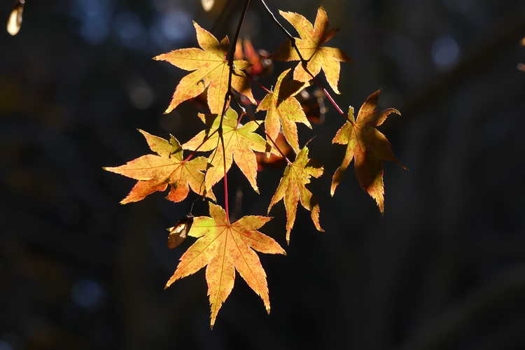 Acer palmatum 'Nishiki Momiji' (green-leaf Japanese maple)