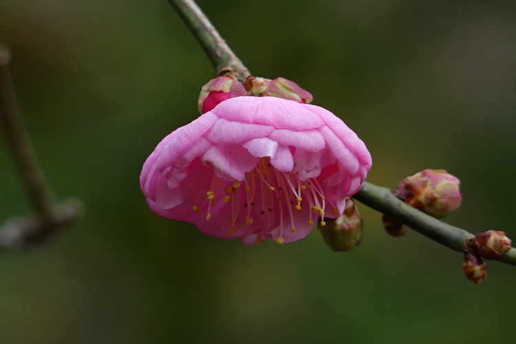 Prunus mume 'Bonita' (pink flowering apricot)
