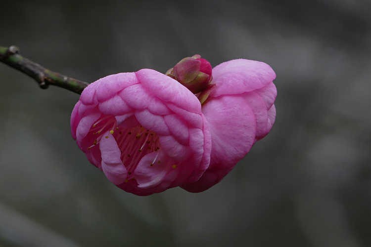 Prunus mume 'Bonita' (pink flowering apricot)