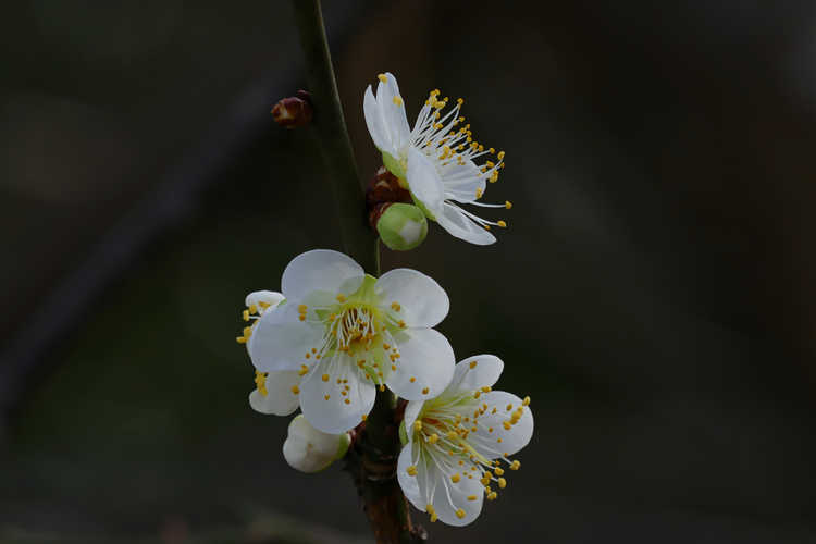 Prunus mume 'Tama' (flowering apricot)