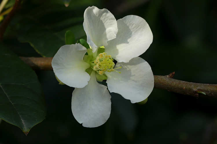 Chaenomeles ×superba 'Jet Trail' (hybrid flowering quince)
