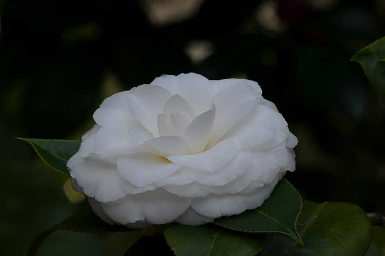 Camellia japonica 'White By The Gate' (Japanese camellia)