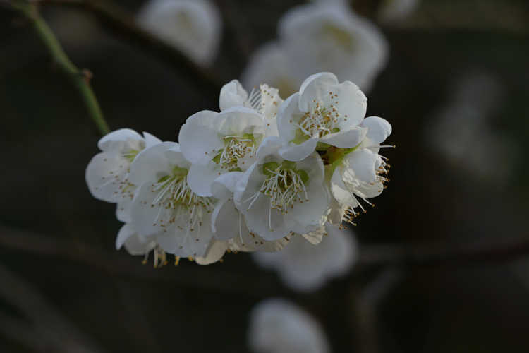 Prunus mume 'Big Joe' (white flowering apricot)