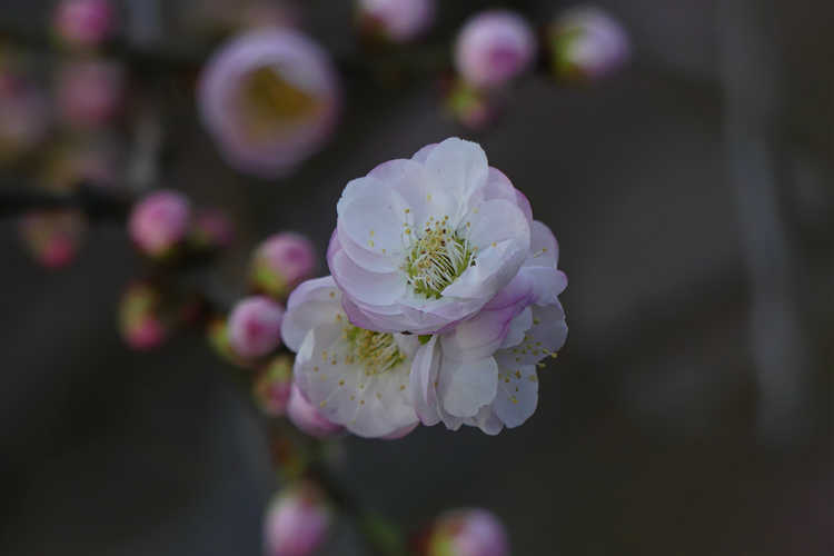 Prunus mume 'Omoi-no-mama' (flowering apricot)