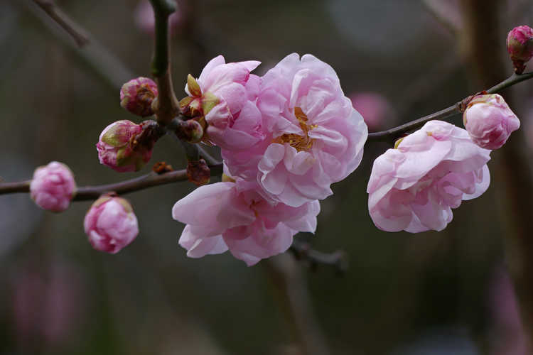 Prunus mume 'Dawn' (flowering apricot)