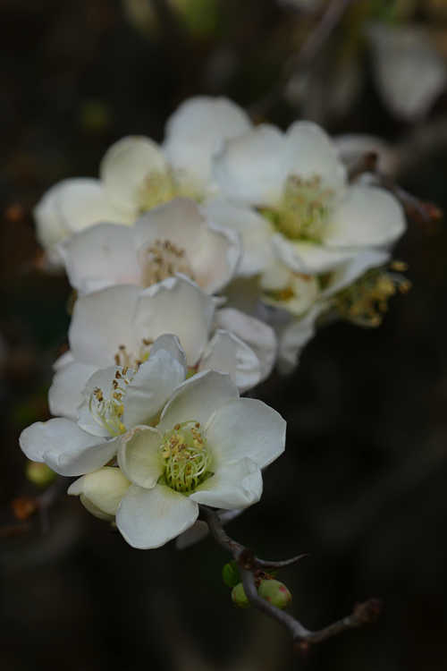 Chaenomeles speciosa 'Contorta' (contorted flowering quince)