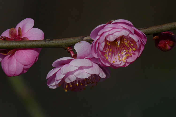 Prunus mume 'Yuh-Hwa' (flowering apricot)