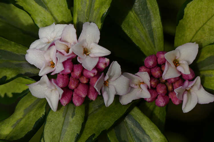 Daphne odora 'Nakafu' (variegated winter daphne)