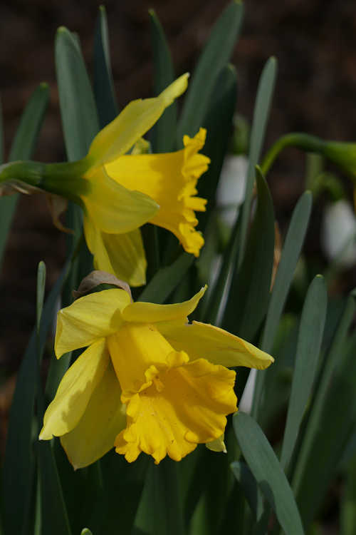 Narcissus 'Rijnveld's Early Sensation' (trumpet daffodil)
