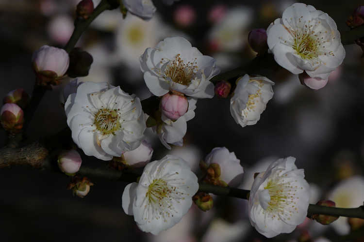 Prunus mume 'Omoi-no-mama' (flowering apricot)