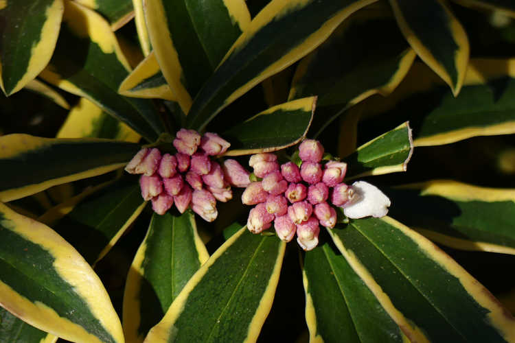 Daphne odora 'Mae-jima' (variegated winter daphne)