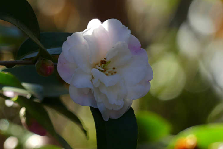 Camellia 'Cinnamon Cindy' (Ackerman camellia)
