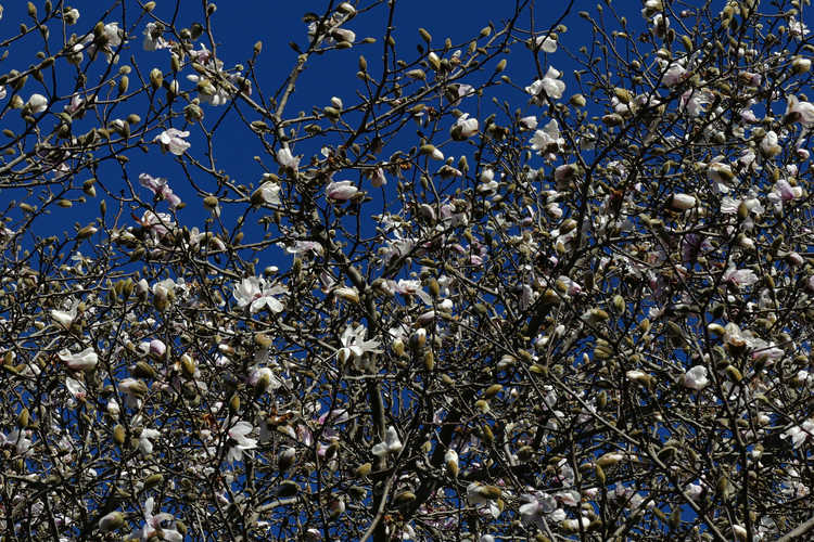 Magnolia ×loebneri 'Merrill' (Loebner magnolia)