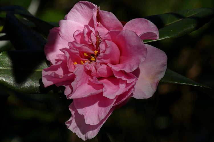 Camellia ×vernalis 'Egao Corkscrew' (contorted vernal camellia)