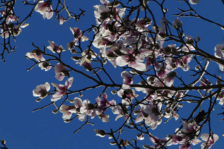 Magnolia zenii (Zen magnolia)