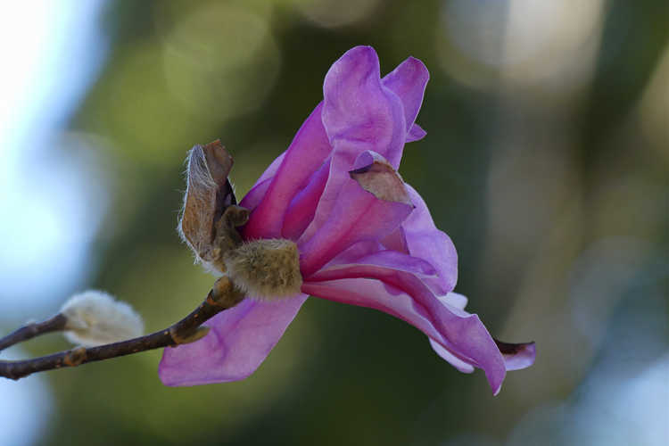 Magnolia ×loebneri 'Leonard Messel' (Loebner magnolia)