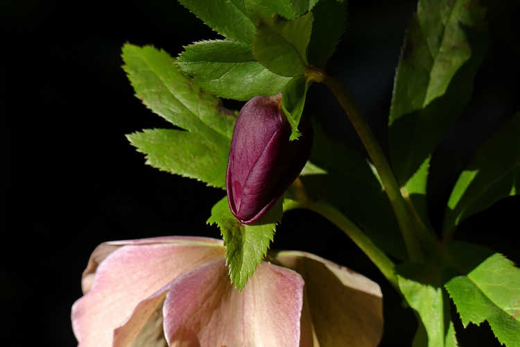 Helleborus ×hybridus (Ashwood Garden hybrids) (Lenten rose)