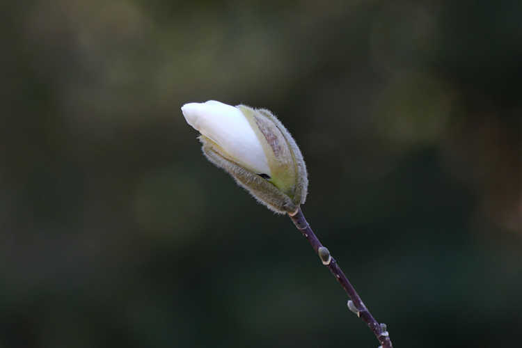 Magnolia stellata 'Scented Silver' (star magnolia)
