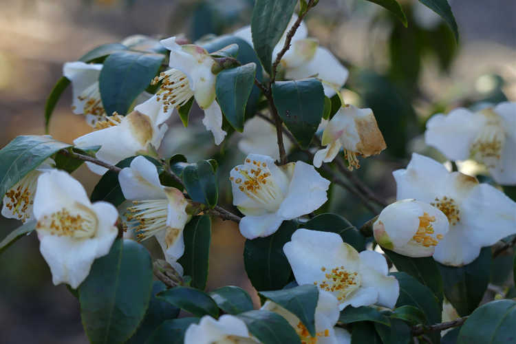 Camellia fraterna (small-flowered camellia)