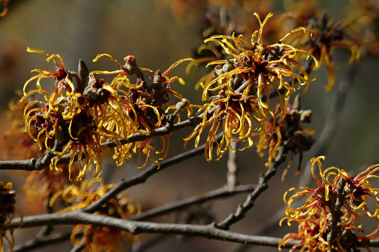 Hamamelis ×intermedia 'Jelena' (copper-flowered witch hazel)