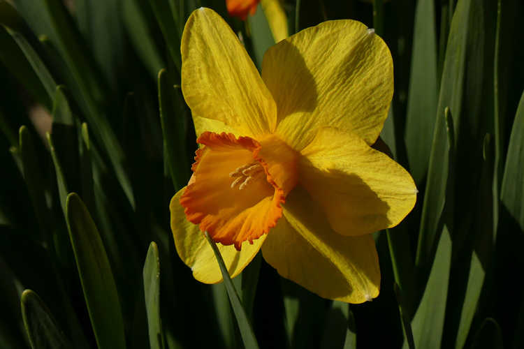 Narcissus 'Court Martial' (large-cupped daffodil)