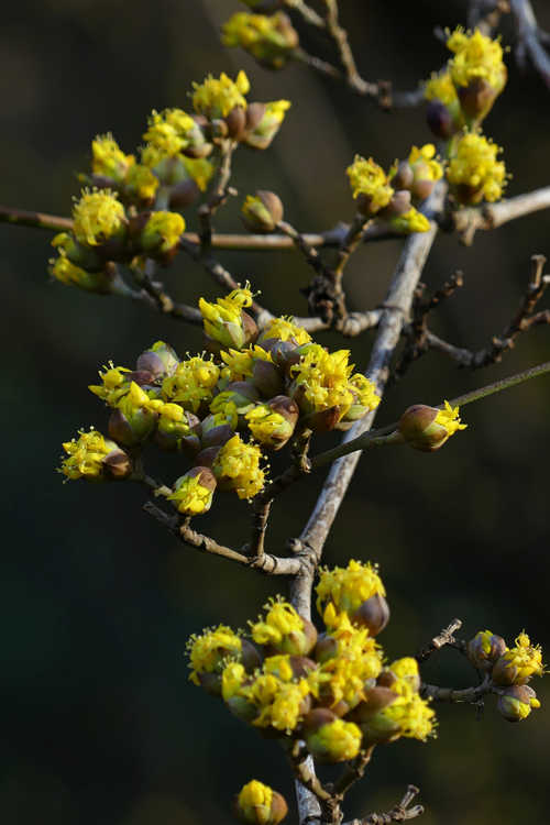 Cornus officinalis 'Spring Glow' (cornelian cherry)