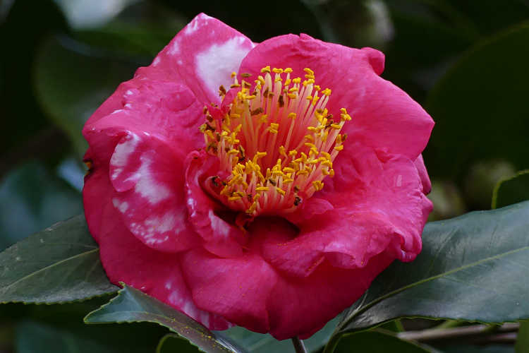Camellia japonica 'Reg Ragland' (Japanese camellia)