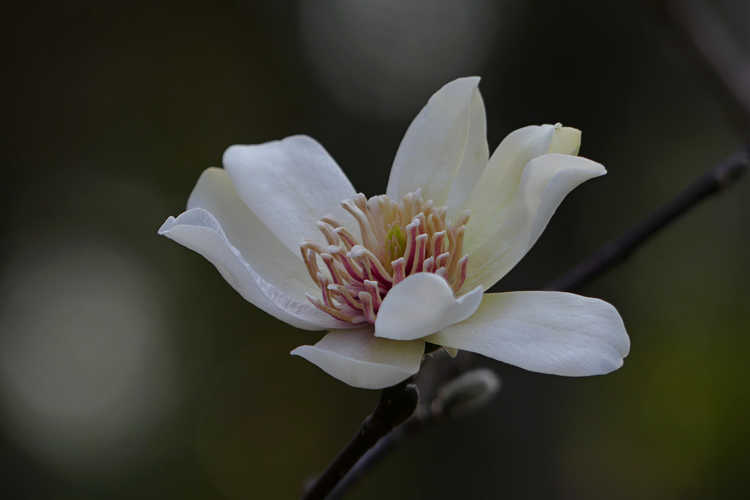 Magnolia 'Green Mist' (hybrid magnolia)