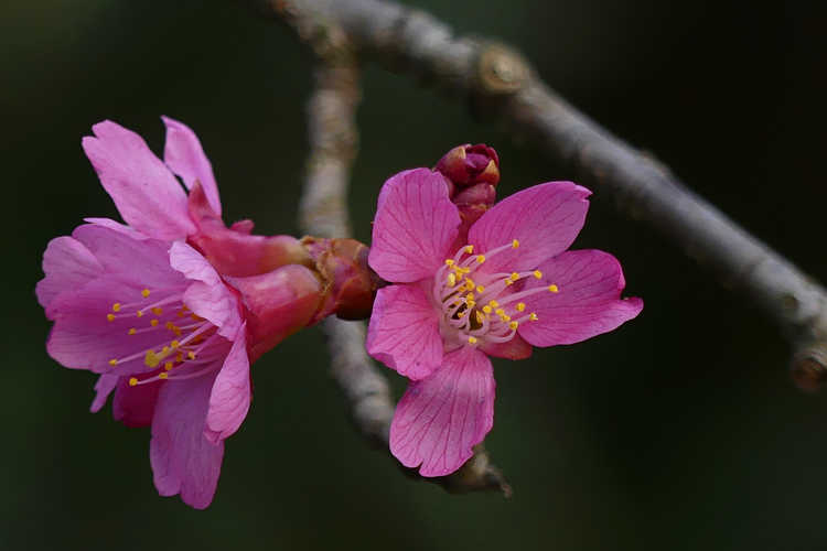 Prunus 'First Lady' (hybrid flowering cherry)