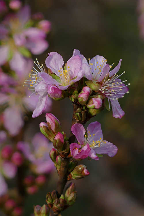 Prunus jacquemontii (Afghan bush cherry)