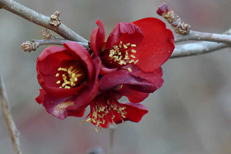 Chaenomeles japonica 'Atsuya Hamada' (Japanese flowering quince)