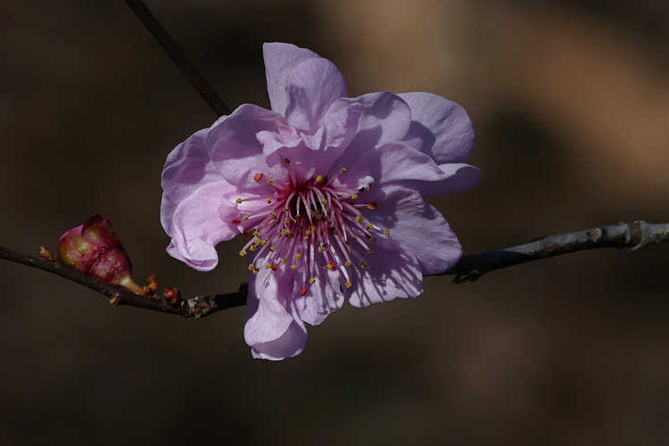 Prunus ×blireana (Blireana plum)