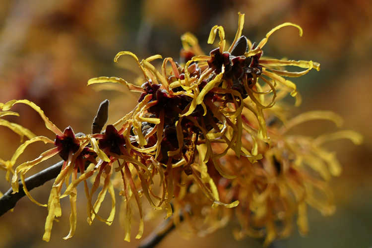 Hamamelis ×intermedia 'Jelena' (copper-flowered witch hazel)