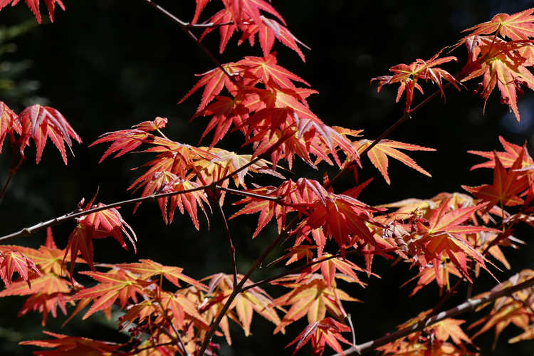 Acer palmatum 'Beni fushigi' (red lace-leaf Japanese maple)