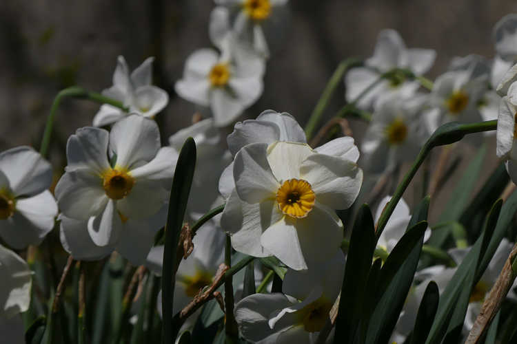 Narcissus 'Chinita' (daffodil)