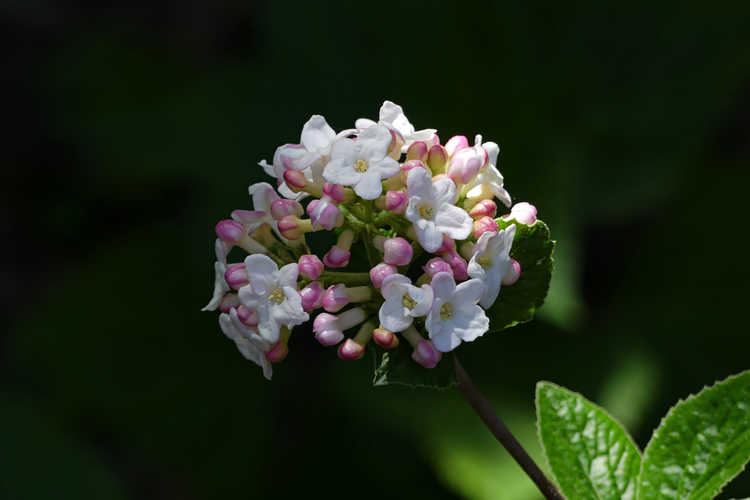 Viburnum ×burkwoodii 'Duvone' (American Spice dwarf Burkwood viburnum)