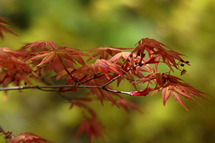 Acer palmatum 'Beni komachi' (dwarf red-leaf Japanese maple)